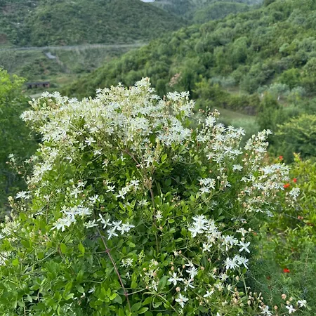 Qyteza & * Shkoder